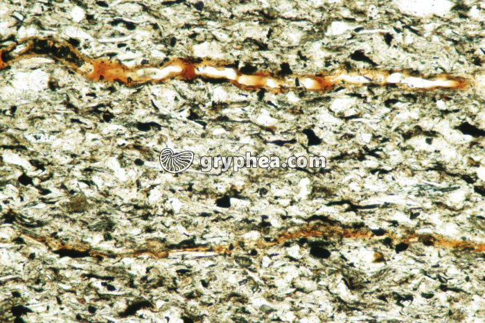 Schiste houiller LPNA x10 - gryphea.com